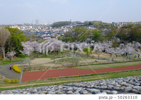 村山貯水池のダムから見た桜 村山貯水池のダムから見た桜 50263310