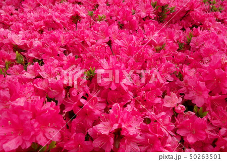 赤色のツツジ 50263501
