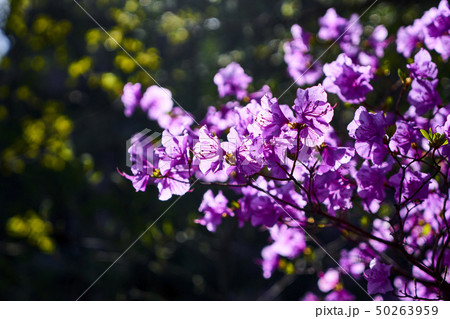 春 風景 北朝鮮産 50263959