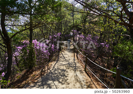 春 風景 北朝鮮産 50263960