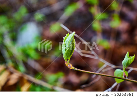 春 風景 北朝鮮産 50263961