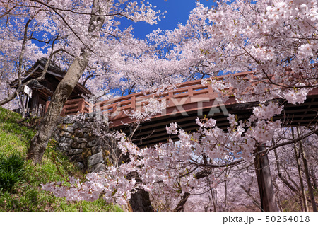 桜雲橋 高遠城址公園のコヒガンザクラの写真素材