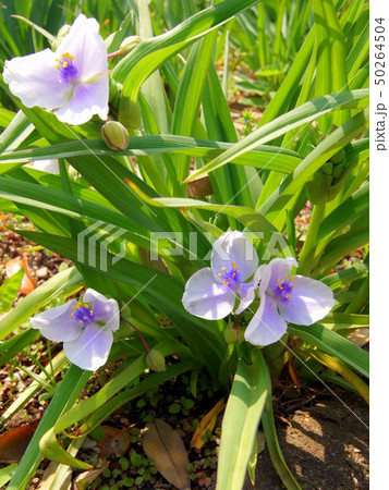 ムラサキツユクサ(白花系) ムラサキツユクサ(白花系) 50264504