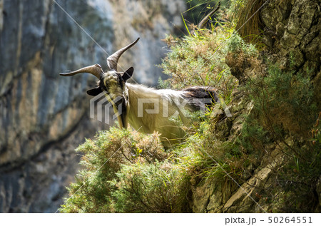 Mountain goat in the mountains of Picos de Europa, Spain Mountain goat in the mountains of Picos de Europa, Spain 50264551