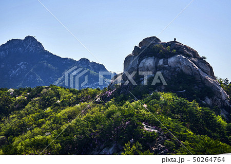 春 風景 北朝鮮産 50264764