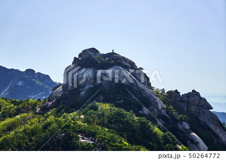 春 風景 北朝鮮産 50264772