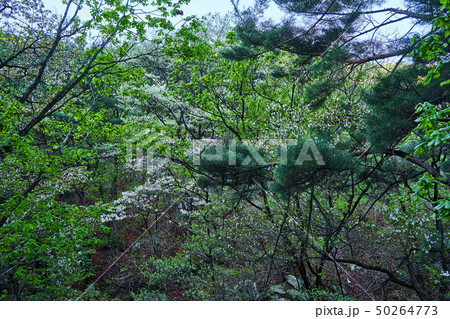 春 風景 北朝鮮産 50264773
