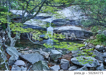 春 風景 北朝鮮産 50264775