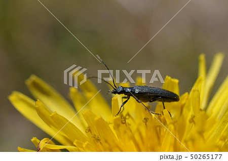 モモブトカミキリモドキ♀ 50265177