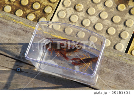 ザリガニ 50265352