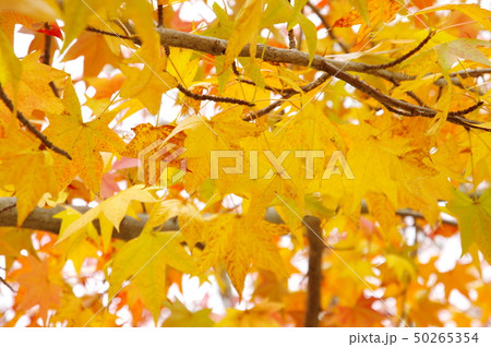 紅葉 紅葉 50265354