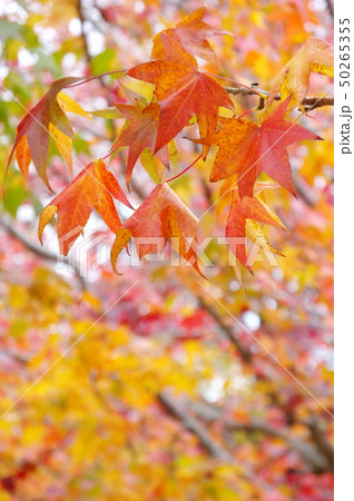 紅葉 50265355