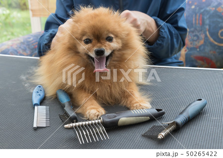 Pomeranian German Spitz dog and grooming combs 50265422