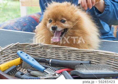 Grooming equipment in the basket and Spitz dog 50265423
