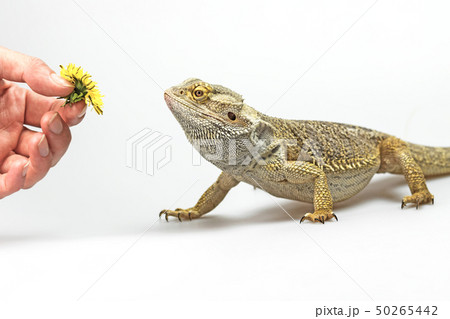 Agama lizard is coming to female hand Agama lizard is coming to female hand 50265442
