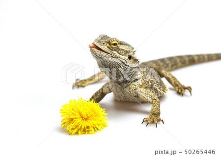 Agama is looking up. Dandelion is in front of her. Agama is looking up. Dandelion is in front of her. 50265446
