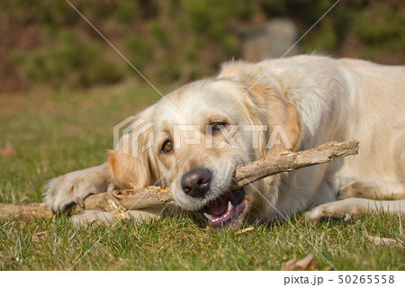 Golden Retriever is biting a stick Golden Retriever is biting a stick 50265558