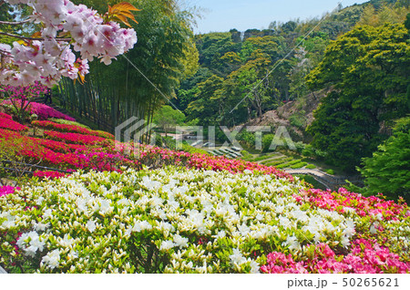 白野江植物公園 50265621