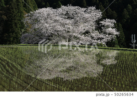 諸木野の桜 諸木野の桜 50265634