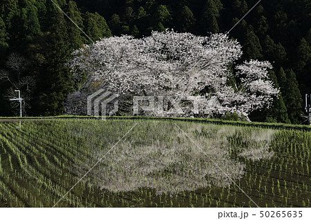 諸木野の桜 50265635