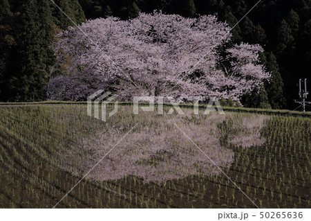 諸木野の桜 諸木野の桜 50265636