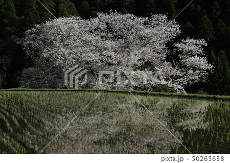 諸木野の桜 諸木野の桜 50265638
