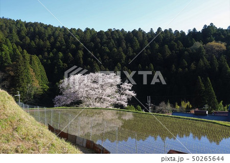 諸木野の桜 諸木野の桜 50265644