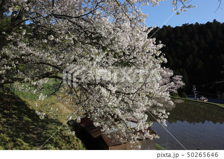 諸木野の桜 50265646