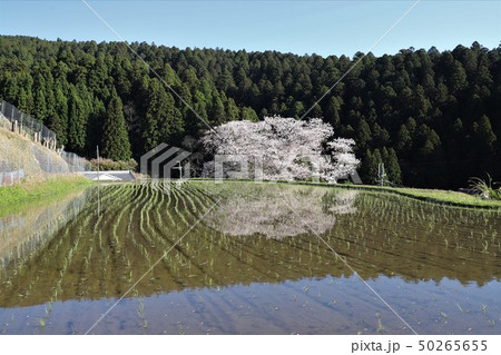諸木野の桜 50265655