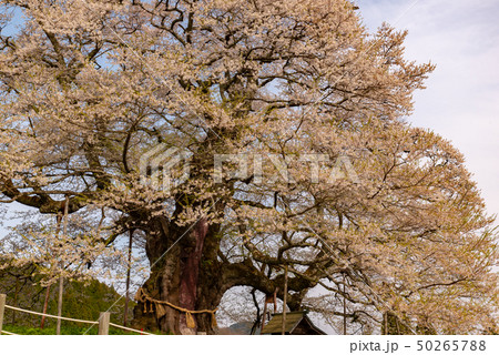 岡山県真庭市 醍醐桜 岡山県真庭市 醍醐桜 50265788