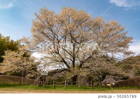 岡山県真庭市 醍醐桜 岡山県真庭市 醍醐桜 50265789