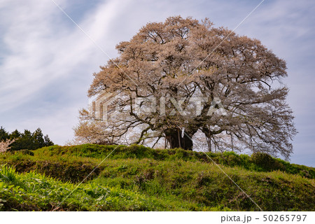 岡山県真庭市 醍醐桜 岡山県真庭市 醍醐桜 50265797