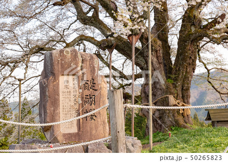 岡山県真庭市　醍醐桜 50265823