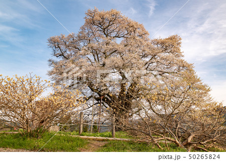 岡山県真庭市　醍醐桜 50265824