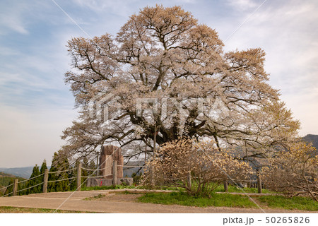 岡山県真庭市　醍醐桜 50265826