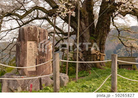 岡山県真庭市　醍醐桜 50265827