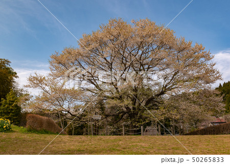 岡山県真庭市 醍醐桜(二代目) 岡山県真庭市 醍醐桜(二代目) 50265833