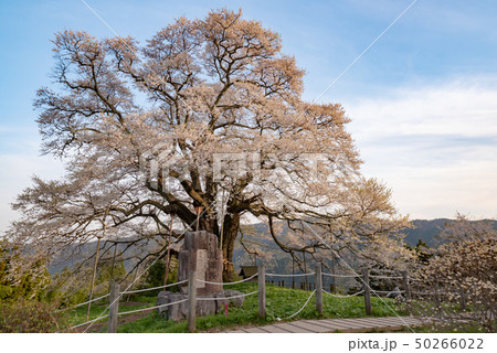 岡山県真庭市 醍醐桜 岡山県真庭市 醍醐桜 50266022