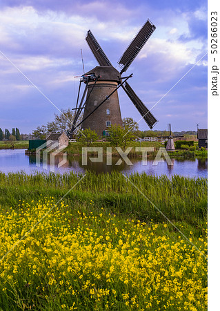 Windmills in Kinderdijk - Netherlands 50266023