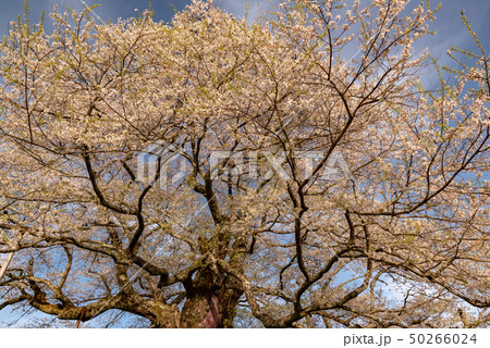 岡山県真庭市　醍醐桜 50266024