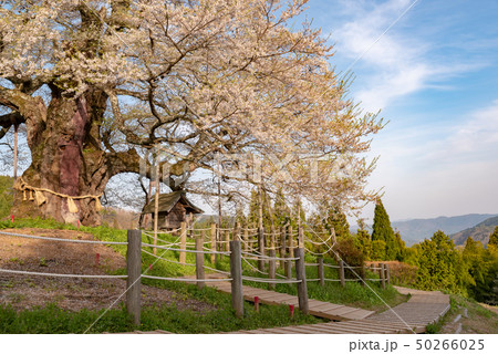 岡山県真庭市　醍醐桜 50266025