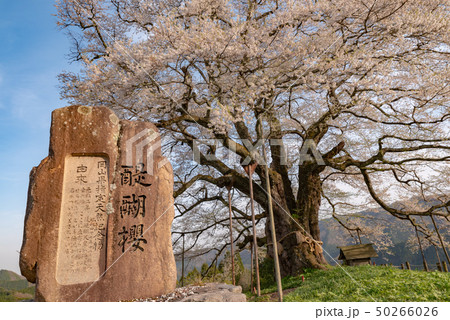 岡山県真庭市 醍醐桜 岡山県真庭市 醍醐桜 50266026