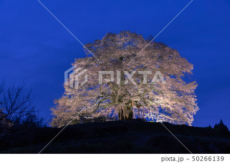 岡山県真庭市 醍醐桜 ライトアップ 岡山県真庭市 醍醐桜 ライトアップ 50266139