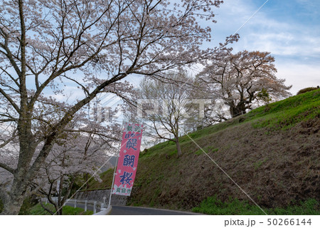 岡山県真庭市　醍醐桜 50266144