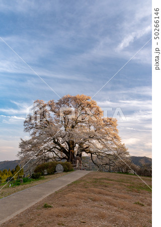岡山県真庭市　醍醐桜 50266146