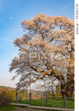 岡山県真庭市　醍醐桜 50266150