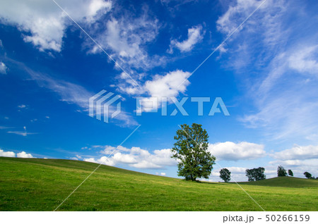 牧場を駆ける影 牧場を駆ける影 50266159