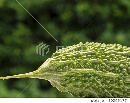 大型のゴーヤ 大型のゴーヤ 50266177