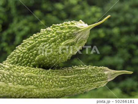 大型のゴーヤ 50266181