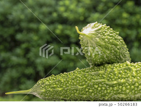 大型のゴーヤ 50266183